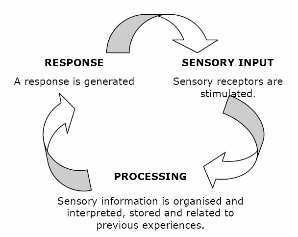 The Basics Of Sensory Processing And Integration The Sensory Coach