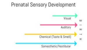 The Importance of Sensation