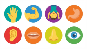 The Eight Sensory Systems