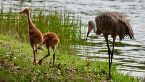 baby sandhill crane colts