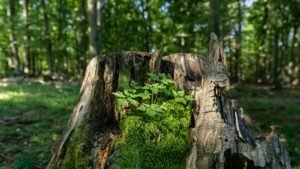 Lush moss and plants growing on a tree stump in a sunlit forest, showcasing natural growth and biodiversity.